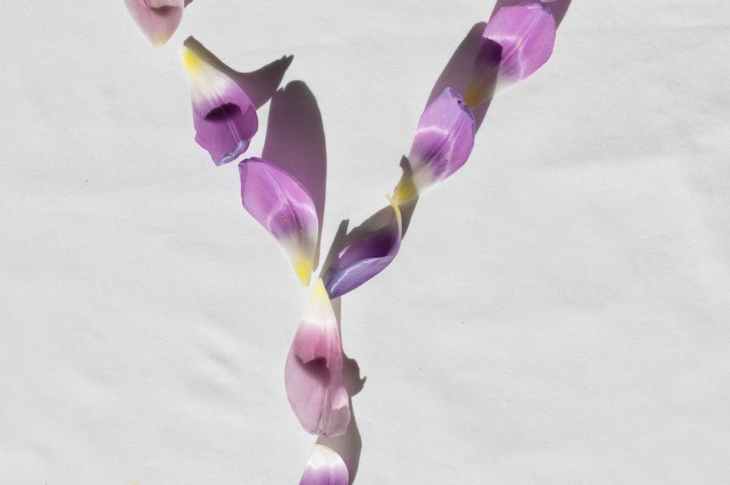 flower petals arrangement forming a letter